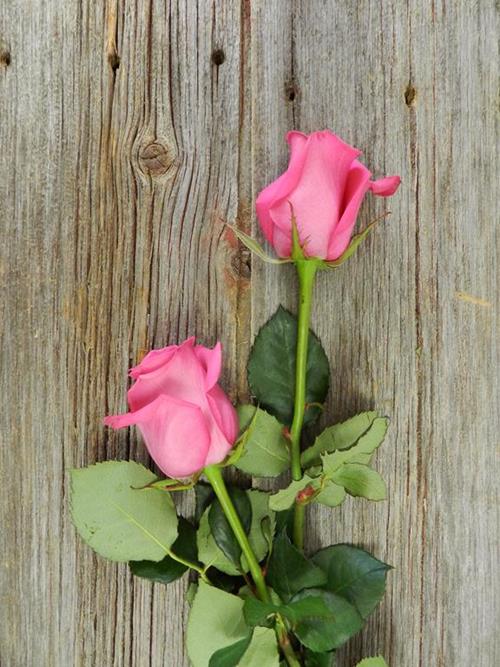 COTTON CANDY  HOT PINK ROSES